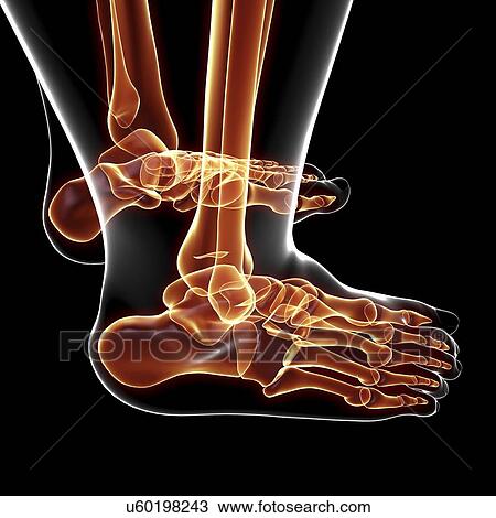 Human foot bones, artwork View Large Illustration Drawing - Human foot bones, artwork. Fotosearch