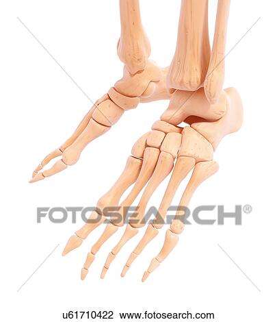 Drawing - Human foot bones, artwork. Fotosearch