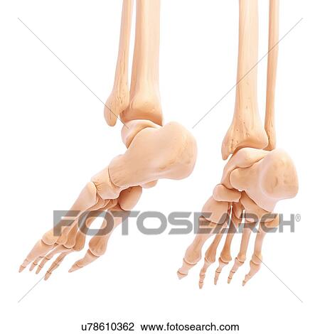 Human foot bones, artwork View Large Illustration Drawing - Human foot bones, artwork. Fotosearch