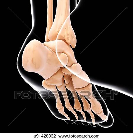Human foot bones, artwork View Large Illustration Drawing - Human foot bones, artwork. Fotosearch