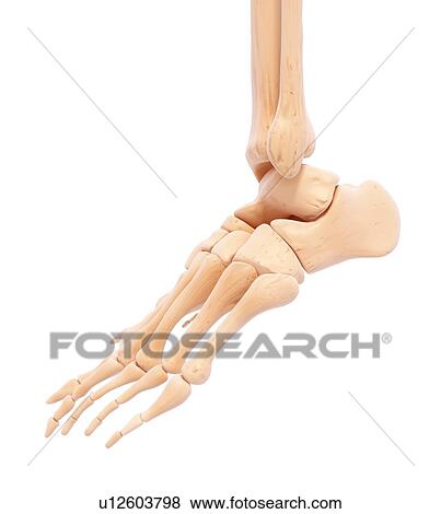 Human foot bones, artwork View Large Illustration Stock Illustration - Human foot bones, artwork. Fotosearch