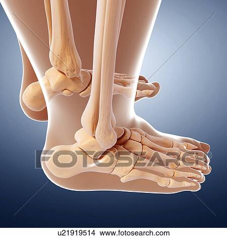 Stock Illustration - Human foot bones, artwork. Fotosearch