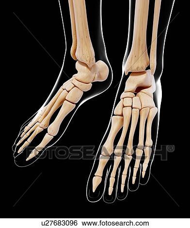 Human foot bones, artwork View Large Illustration Stock Illustration - Human foot bones, artwork. Fotosearch