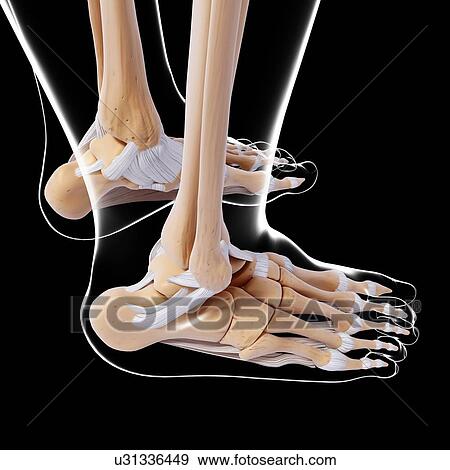 Human foot bones, artwork View Large Illustration Stock Illustration - Human foot bones, artwork. Fotosearch