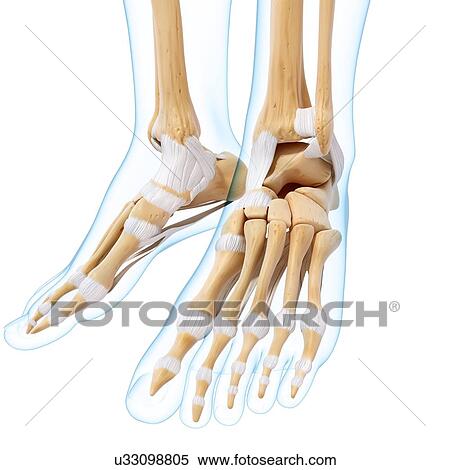Stock Illustration - Human foot bones, artwork. Fotosearch