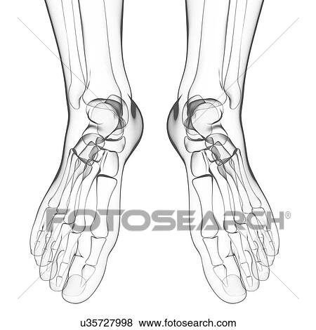 Human foot bones, artwork View Large Illustration Stock Illustration - Human foot bones, artwork. Fotosearch