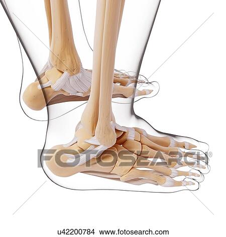 Human foot bones, artwork View Large Illustration Stock Illustration - Human foot bones, artwork. Fotosearch