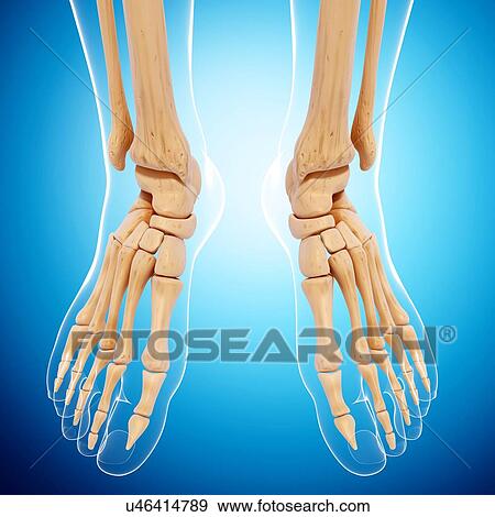 Human foot bones, artwork View Large Illustration Stock Illustration - Human foot bones, artwork. Fotosearch