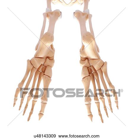 Human foot bones, artwork View Large Illustration Stock Illustration - Human foot bones, artwork. Fotosearch