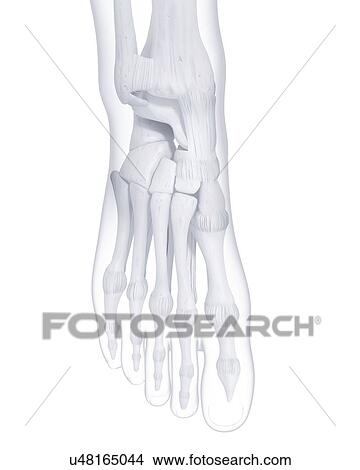 Human foot bones, artwork View Large Illustration Stock Illustration - Human foot bones, artwork. Fotosearch