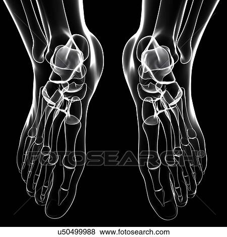 Human foot bones, artwork View Large Illustration Stock Illustration - Human foot bones, artwork. Fotosearch
