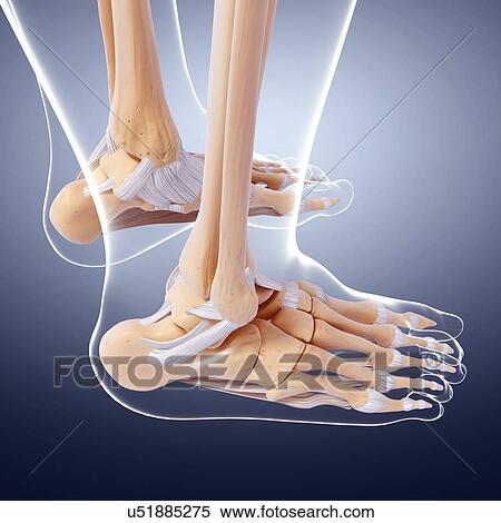 Human foot bones, artwork View Large Illustration Stock Illustration - Human foot bones, artwork. Fotosearch