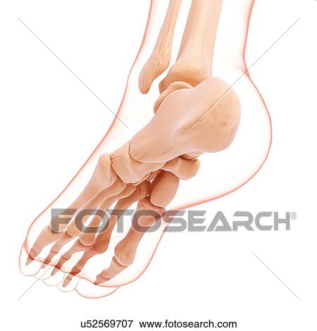 Stock Illustration - Human foot bones, artwork. Fotosearch