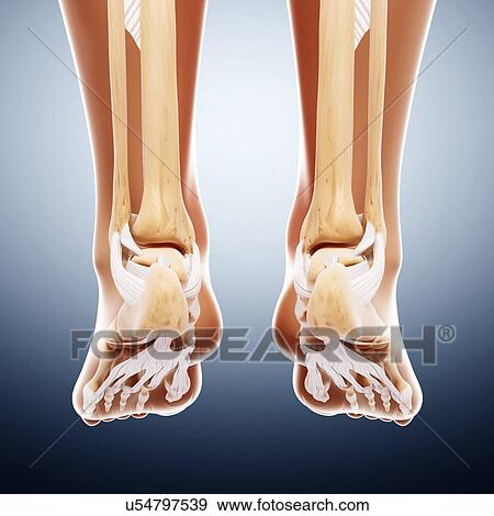 Human foot bones, artwork View Large Illustration Stock Illustration - Human foot bones, artwork. Fotosearch