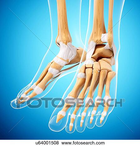 Human foot bones, artwork View Large Illustration Stock Illustration - Human foot bones, artwork. Fotosearch