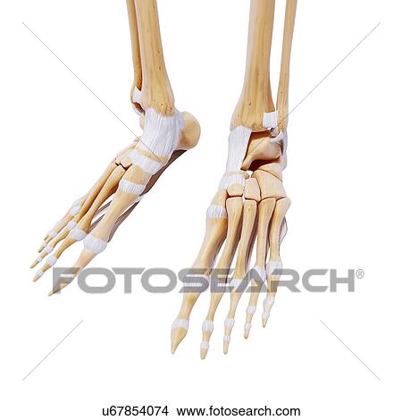 Stock Illustration - Human foot bones, artwork. Fotosearch