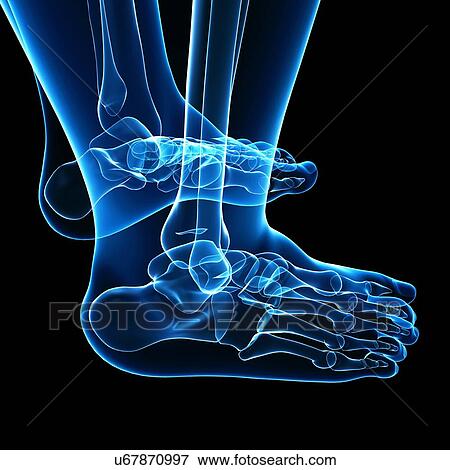 Human foot bones, artwork View Large Illustration Stock Illustration - Human foot bones, artwork. Fotosearch