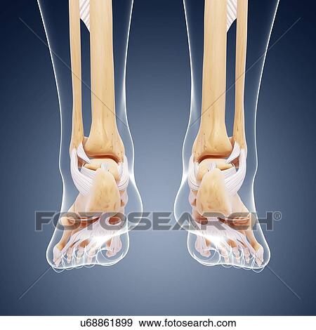 Human foot bones, artwork View Large Illustration Stock Illustration - Human foot bones, artwork. Fotosearch