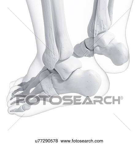 Stock Illustration - Human foot bones, artwork. Fotosearch