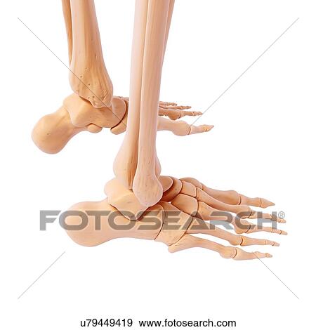 Stock Illustration - Human foot bones, artwork. Fotosearch