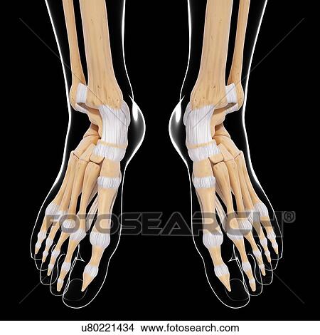 Human foot bones, artwork View Large Illustration Stock Illustration - Human foot bones, artwork. Fotosearch