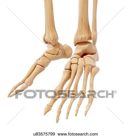 Stock Illustration - Human foot bones, artwork. Fotosearch