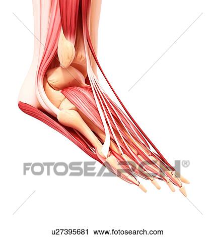 Clip Art - Human foot musculature, artwork. Fotosearch