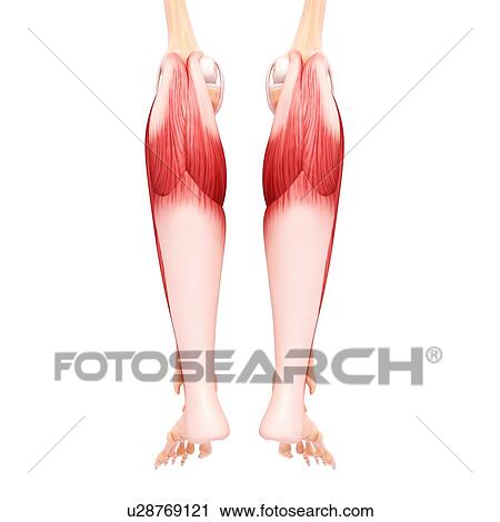 Clip Art - Human foot musculature, artwork. Fotosearch