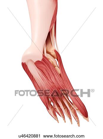 Clip Art - Human foot musculature, artwork. Fotosearch