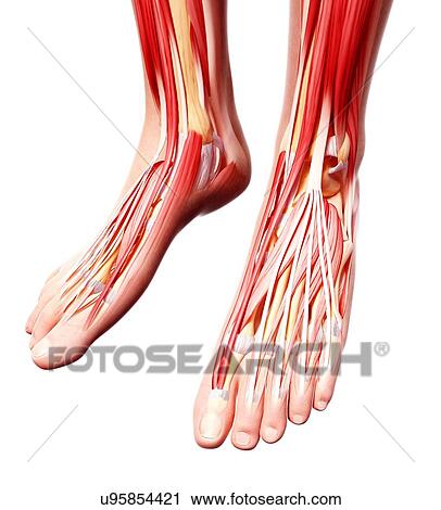 Human foot musculature, artwork View Large Illustration Clip Art - Human foot musculature, artwork. Fotosearch