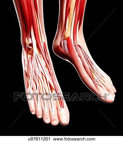 Clip Art - Human foot musculature, artwork. Fotosearch