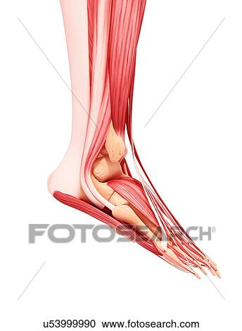 Clipart - Human foot musculature, artwork. Fotosearch