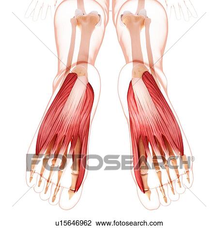 Drawing - Human foot musculature, artwork. Fotosearch