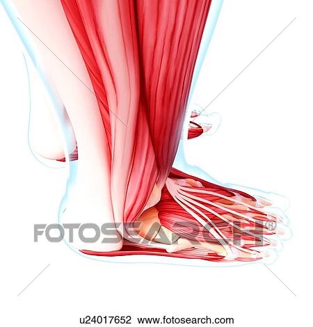 Human foot musculature, artwork View Large Illustration Drawing - Human foot musculature, artwork. Fotosearch