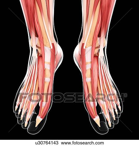Drawing - Human foot musculature, artwork. Fotosearch