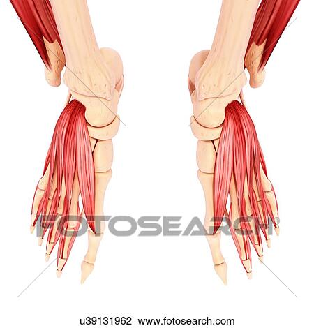 Human foot musculature, artwork View Large Illustration Drawing - Human foot musculature, artwork. Fotosearch