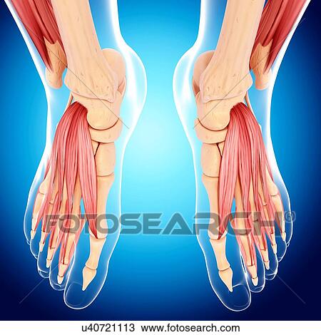 Drawing - Human foot musculature, artwork. Fotosearch