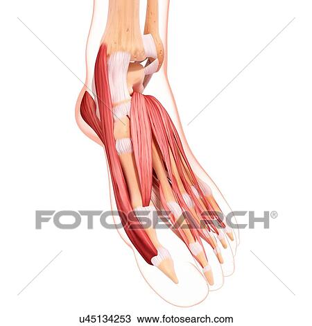 Drawing - Human foot musculature, artwork. Fotosearch