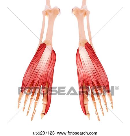 Drawing - Human foot musculature, artwork. Fotosearch