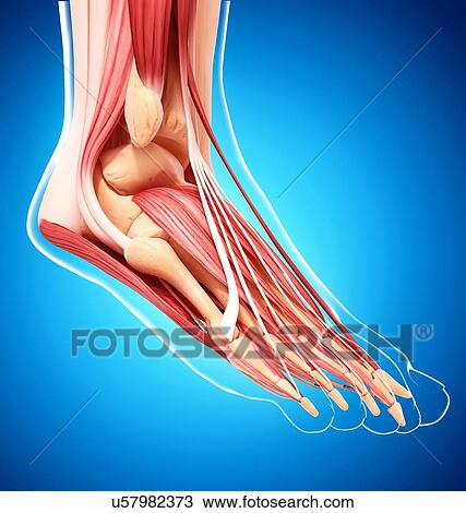 Human foot musculature, artwork View Large Illustration Drawing - Human foot musculature, artwork. Fotosearch