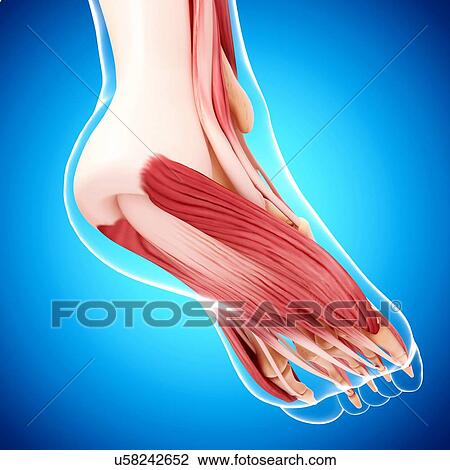 Human foot musculature, artwork View Large Illustration Drawing - Human foot musculature, artwork. Fotosearch