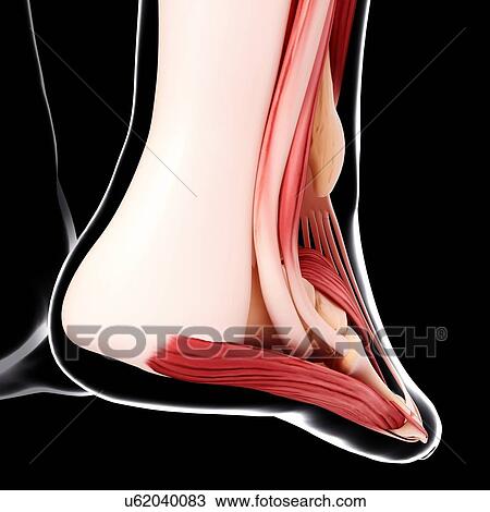 Drawing - Human foot musculature, artwork. Fotosearch