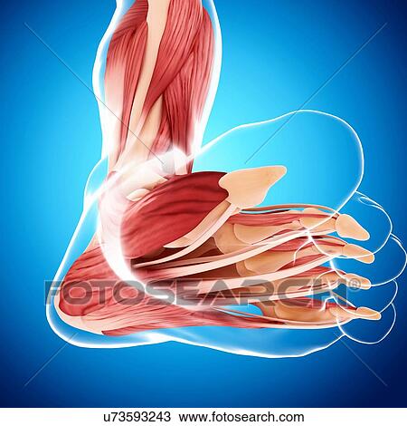 Drawing - Human foot musculature, artwork. Fotosearch