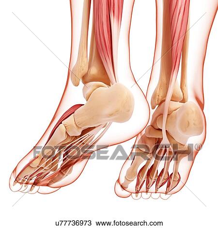 Drawing - Human foot musculature, artwork. Fotosearch