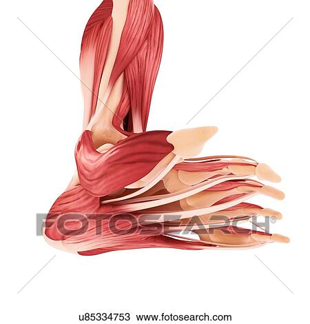 Drawing - Human foot musculature, artwork. Fotosearch
