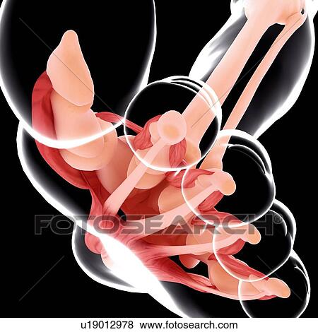 Human foot musculature, artwork View Large Illustration Stock Illustration - Human foot musculature, artwork. Fotosearch