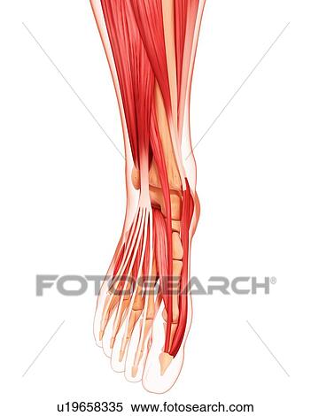 Stock Illustration - Human foot musculature, artwork. Fotosearch