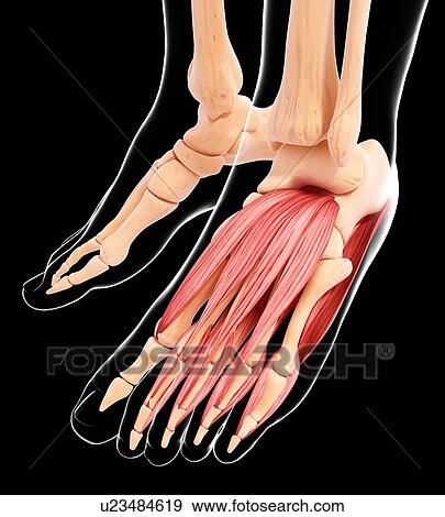 Human foot musculature, artwork View Large Illustration Stock Illustration - Human foot musculature, artwork. Fotosearch