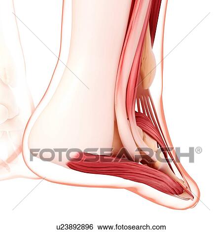Stock Illustration - Human foot musculature, artwork. Fotosearch