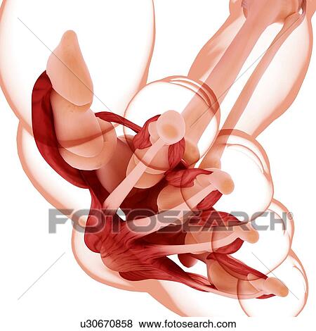 Stock Illustration - Human foot musculature, artwork. Fotosearch